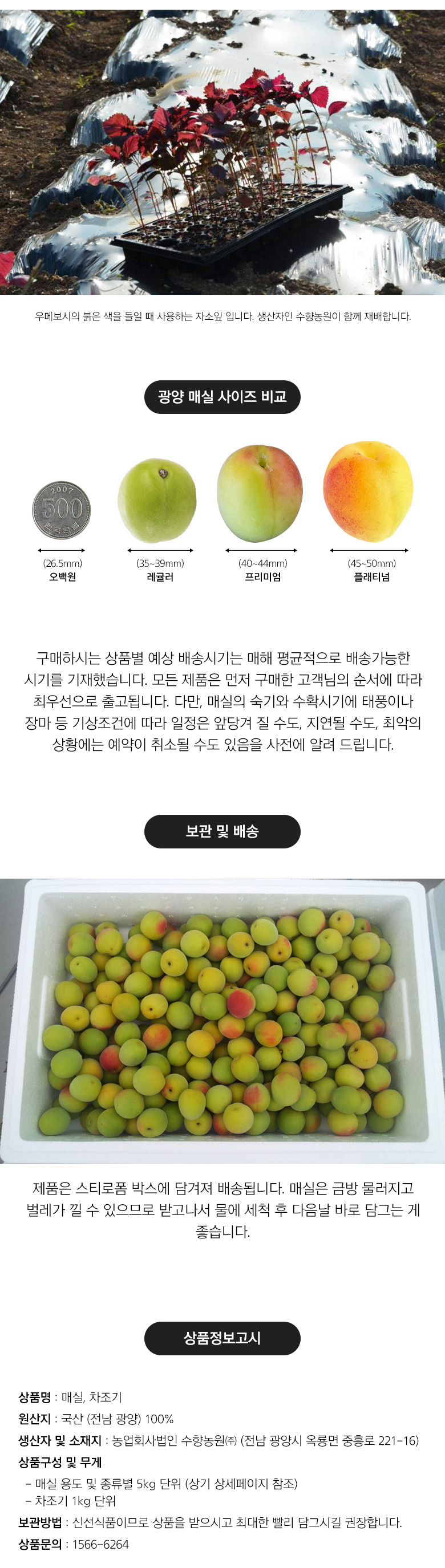 황매실